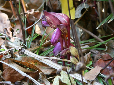 Aeginetia indica