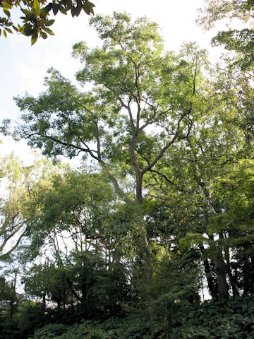 Sapium sebiferum