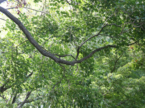 Sapium sebiferum