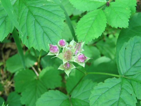Rubus parvifolius