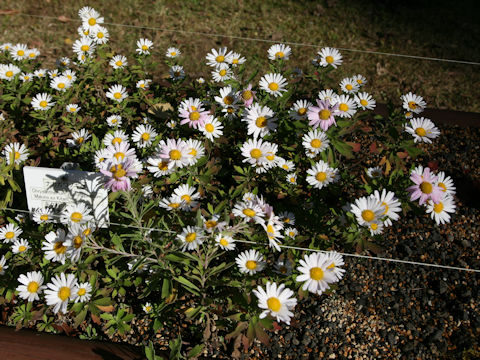 Chrysanthemum yoshinaganthum