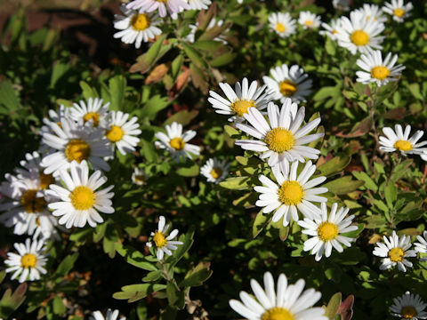 Chrysanthemum yoshinaganthum