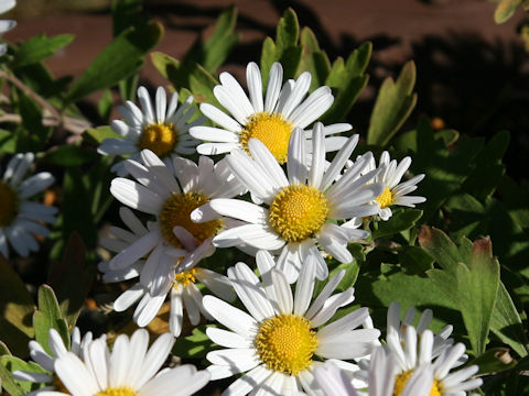 Chrysanthemum yoshinaganthum