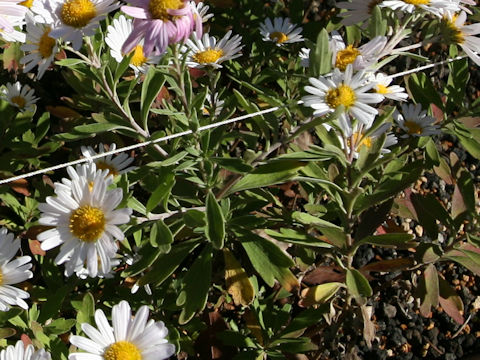 Chrysanthemum yoshinaganthum