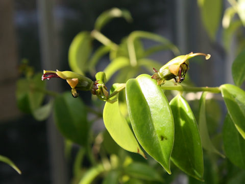 Aeschynanthus acuminatus