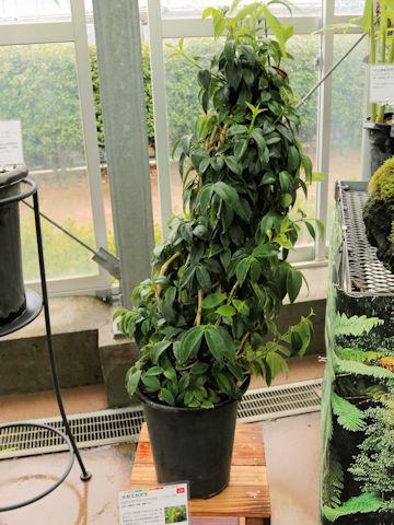 Aeschynanthus acuminatus