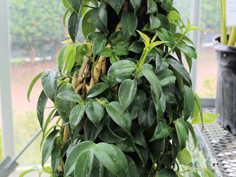 Aeschynanthus acuminatus