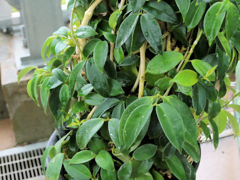 Aeschynanthus acuminatus