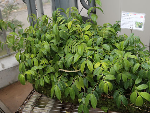 Aeschynanthus acuminatus