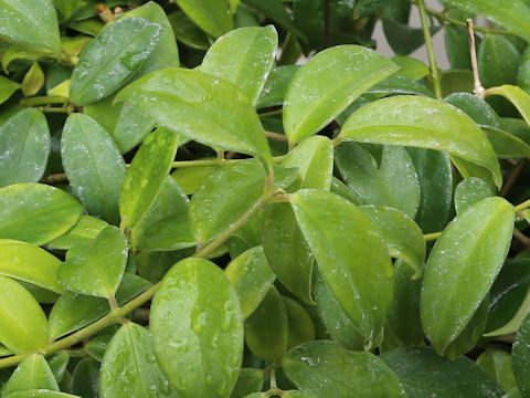 Aeschynanthus acuminatus