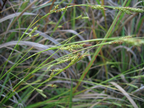 Carex lenta