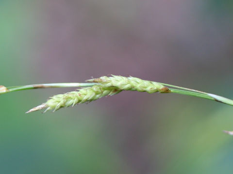 Carex lenta