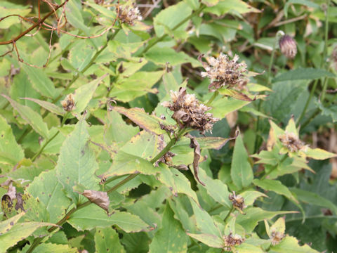 Saussurea riederi ssp. yezoensis