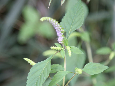 Elsholtzia ciliata