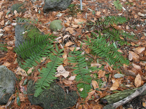 Polystichum x okanum