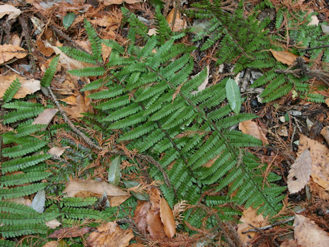 Polystichum x okanum