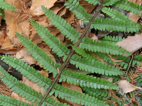 Polystichum x okanum