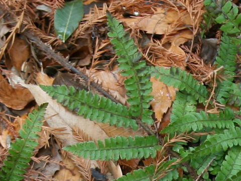 Polystichum x okanum