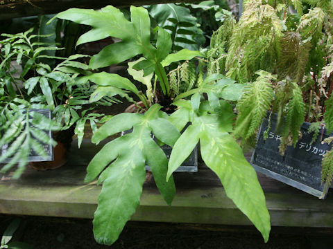 Tectaria decurrens