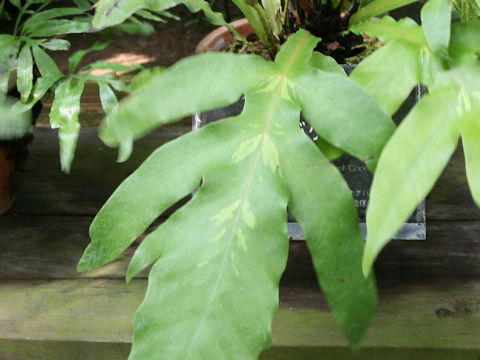 Tectaria decurrens