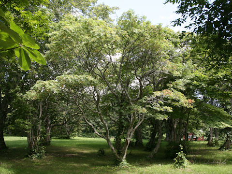 Sorbus commixta