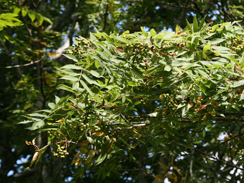 Sorbus commixta