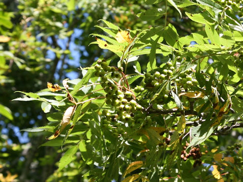 Sorbus commixta