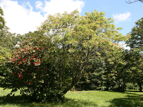 Sorbus commixta