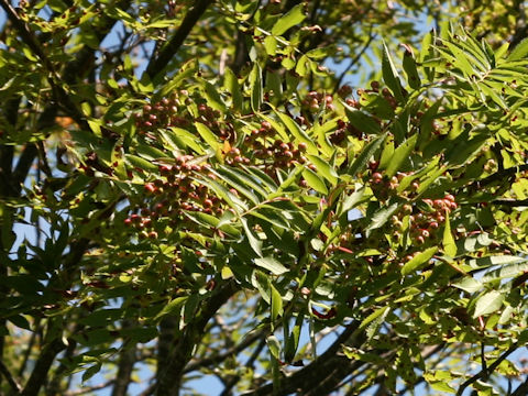 Sorbus commixta