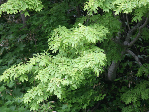 Sorbus commixta