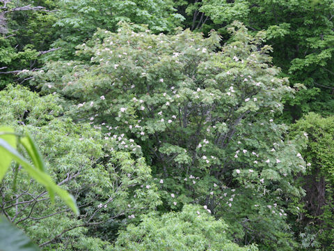 Sorbus commixta