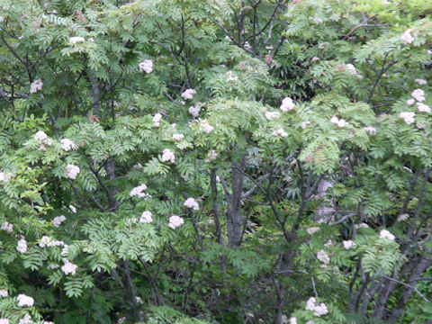 Sorbus commixta