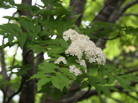 Sorbus commixta