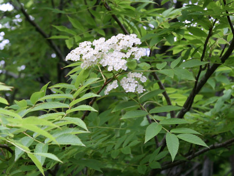 Sorbus commixta