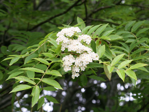 Sorbus commixta