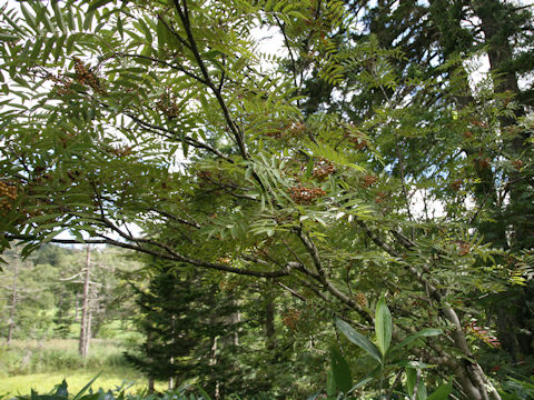 Sorbus commixta