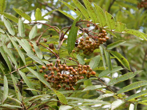 Sorbus commixta