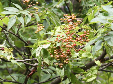 Sorbus commixta