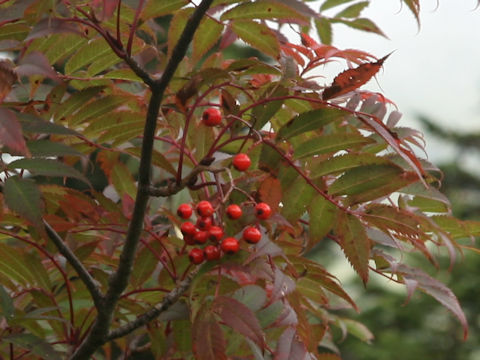 Sorbus commixta