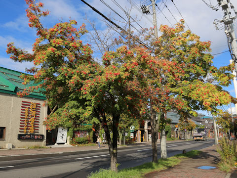 Sorbus commixta