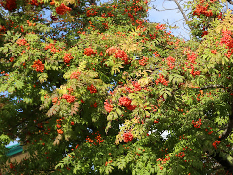 Sorbus commixta