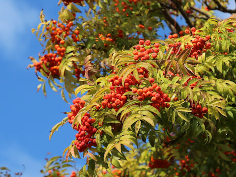 Sorbus commixta