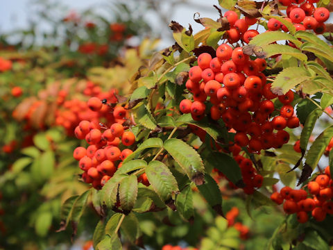 Sorbus commixta