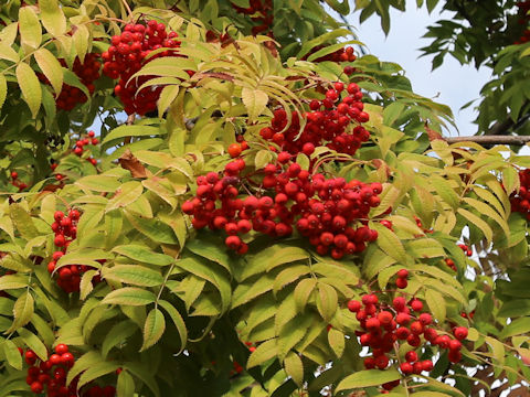 Sorbus commixta