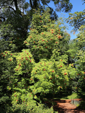 Sorbus commixta
