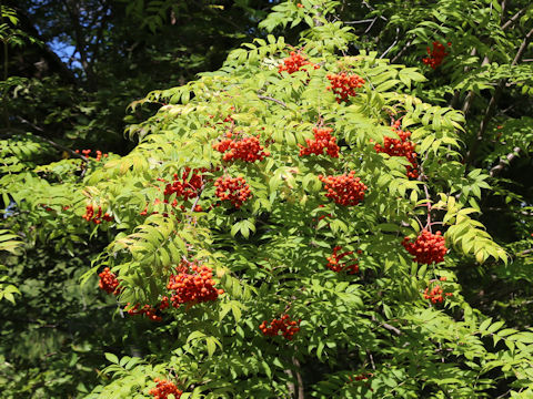 Sorbus commixta