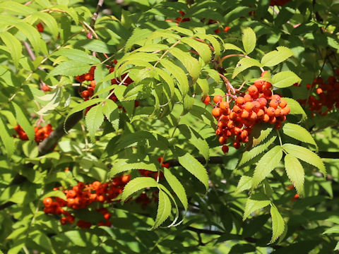 Sorbus commixta