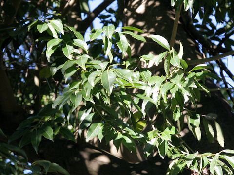 Ilex chinensis