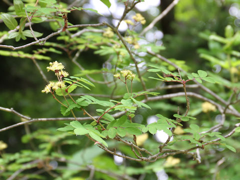 Sorbus gracilis