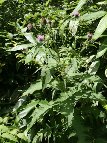 Cirsium nipponicum